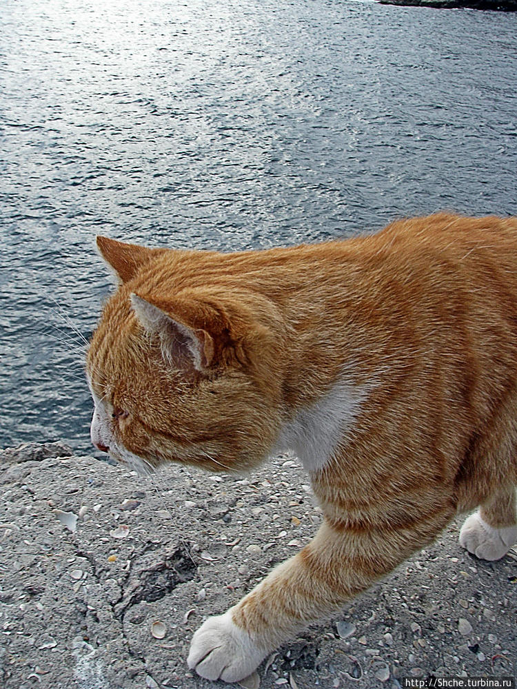 А возле грота и признаки 