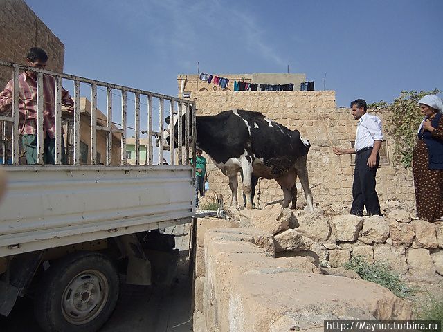 Попытки загнать корову на грузовик. Не помогло даже то, что загоняли в кузов теленочка. Смотреть на такое тягостно — корова явно чувствует недоброе. Турция
