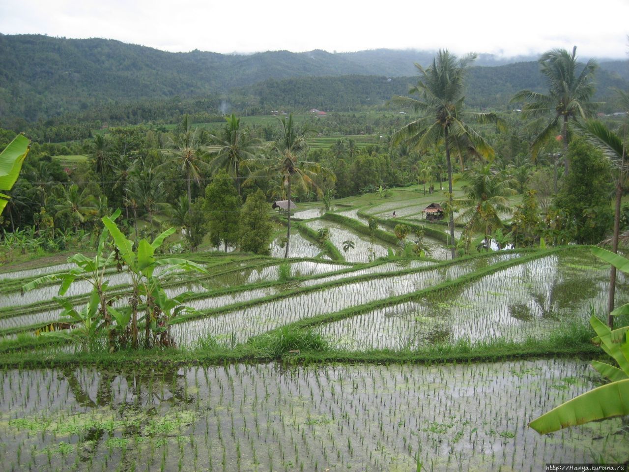 Рисовые поля Мундук Булеленг, Индонезия