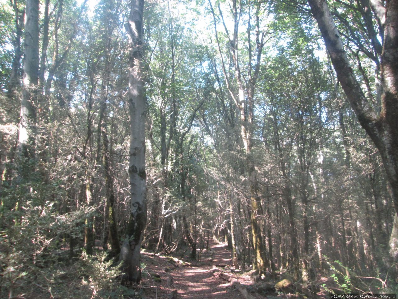 Небольшой лесок с гусеницами Сатаплия Природный Парк, Грузия