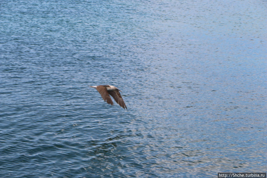 Первая встреча с голубоногой олушей Остров Санта-Крус, Эквадор