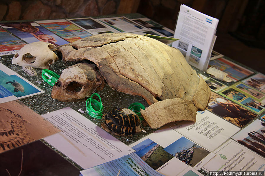 Скелет черепахи Остров Закинф, Греция