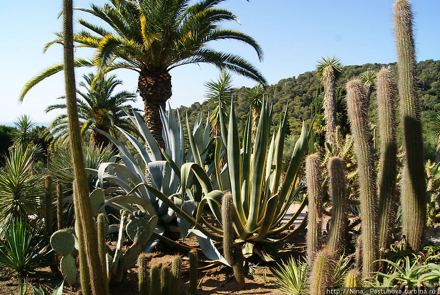 Царство кактусов.  Ботанический сад «Пинья де Роса». Бланес Бланес, Испания