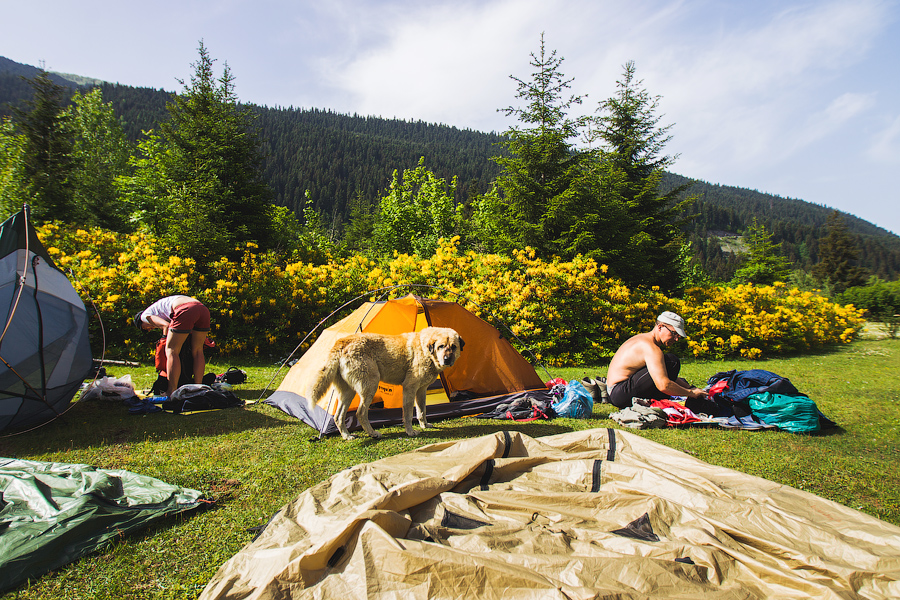 На вторую ночь в Местии у нас появился охранник — Шарик:) Вечером он наматывал круги по тропам вокруг лагеря, а утром хотел залезть в палатку, спрятаться от солнца:)