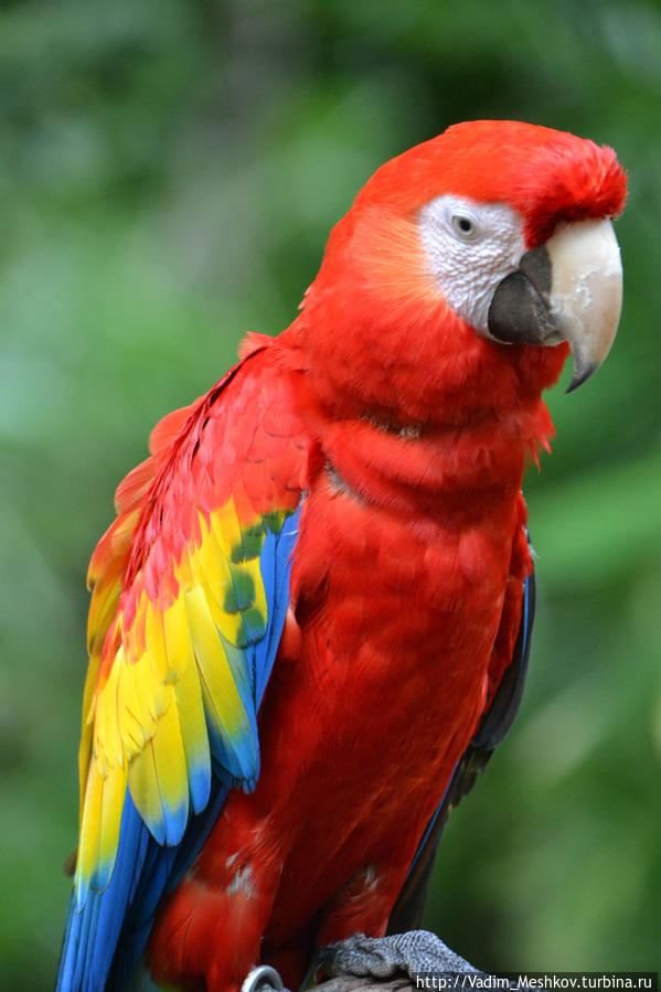 Попугай ара Штат Кинтана-Роо, Мексика