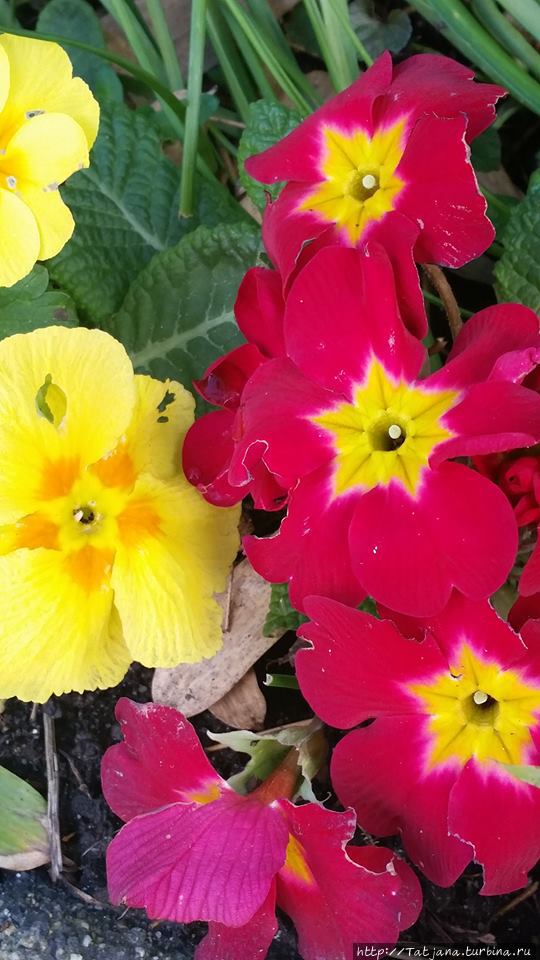 Да здравствует Весна Херлен, Нидерланды