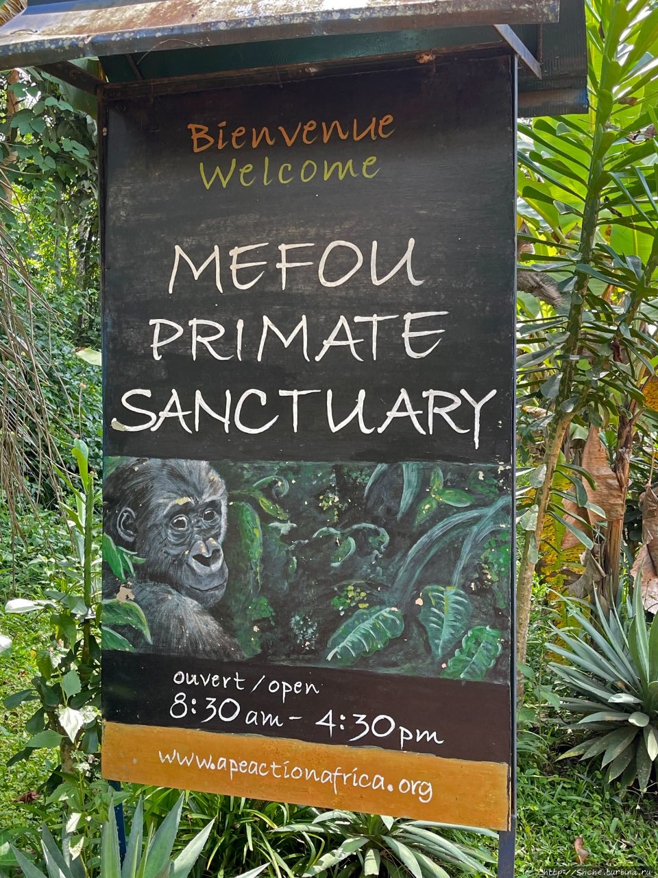 Обезьяний заповедник Мефу Мефу Национальный Парк, Камерун