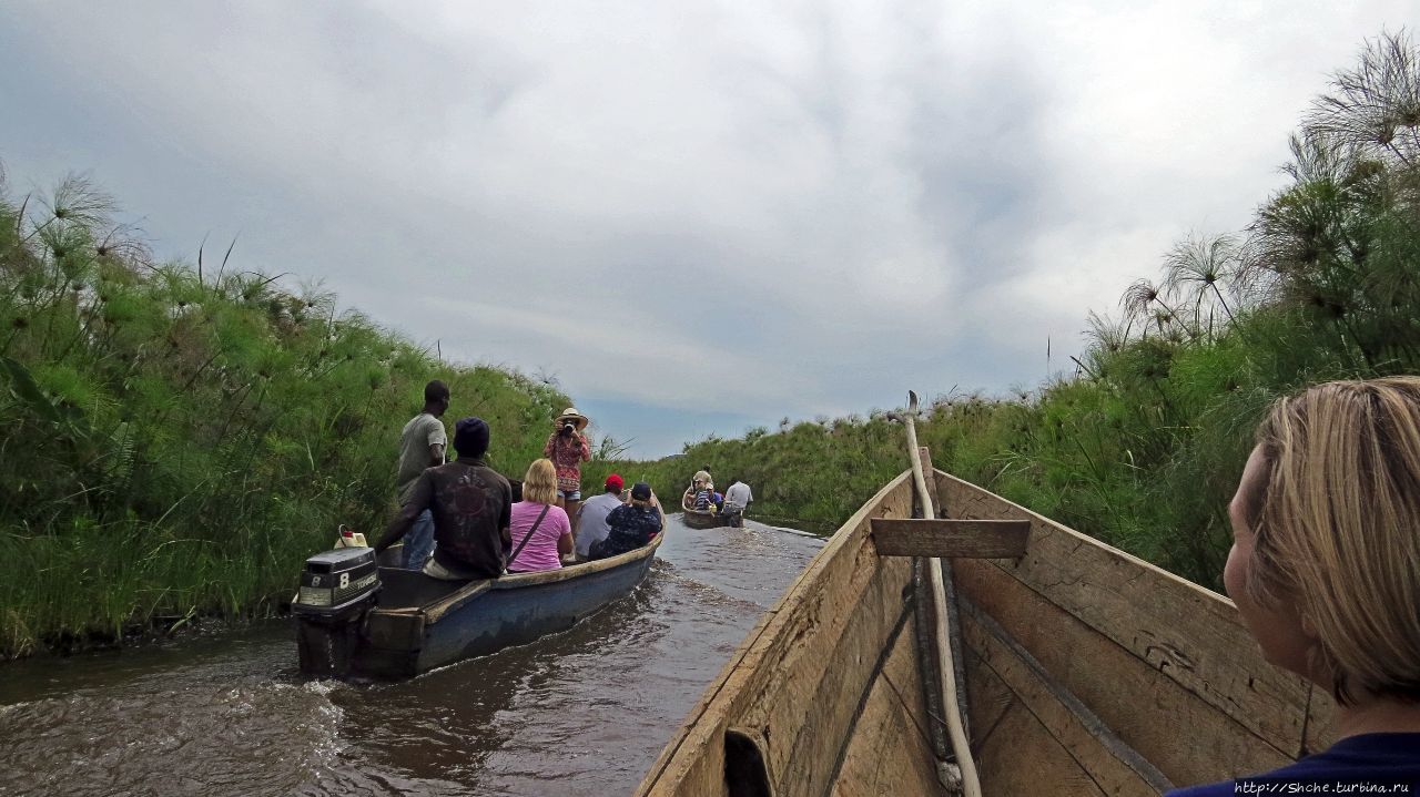 Каждый кулик свое болото хвалит Мабамба-Свомп, Уганда