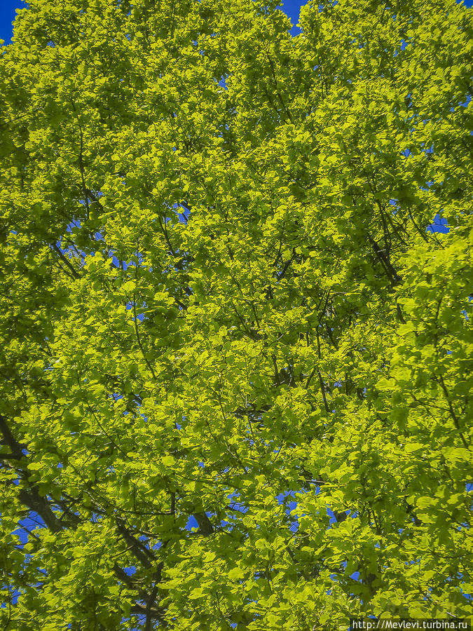 Время сирени Рига, Латвия