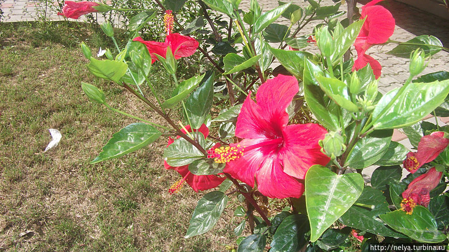 Гибискус или чай каркаде