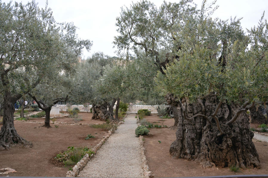 Масличная гора. Гефсиманский сад Иерусалим, Израиль