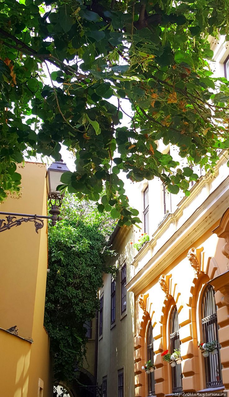 Ну а липы и пышные лианы Ну а липы и пышные лианы