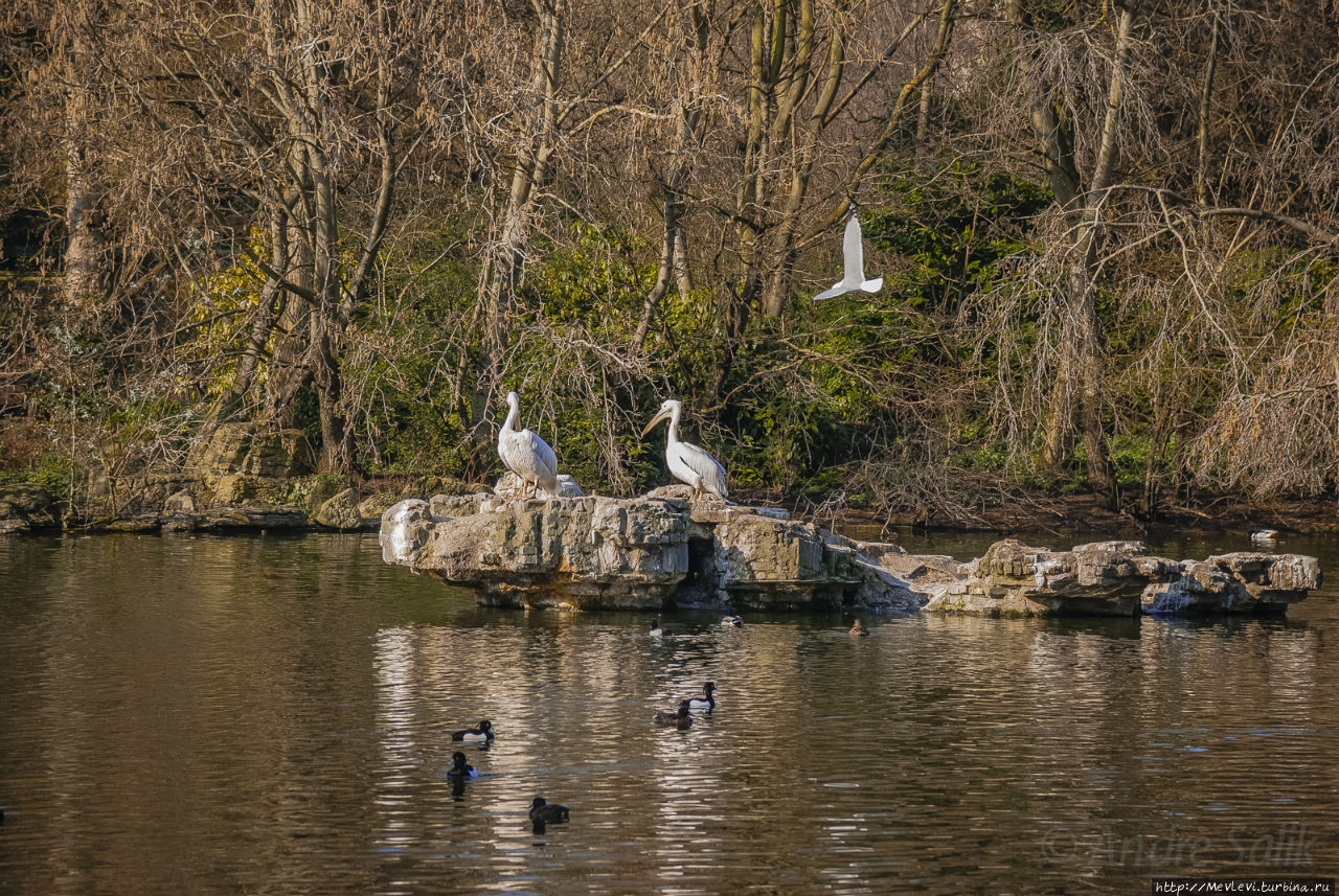 Любимый символ и протеже королевы Англии
