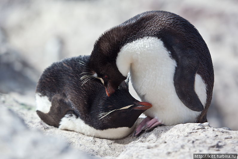 Пингвины Пуэрто Десеадо Пуэрто-Десеадо, Аргентина