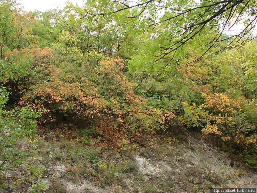 склон горы, заросший кустарником Святогорск, Украина