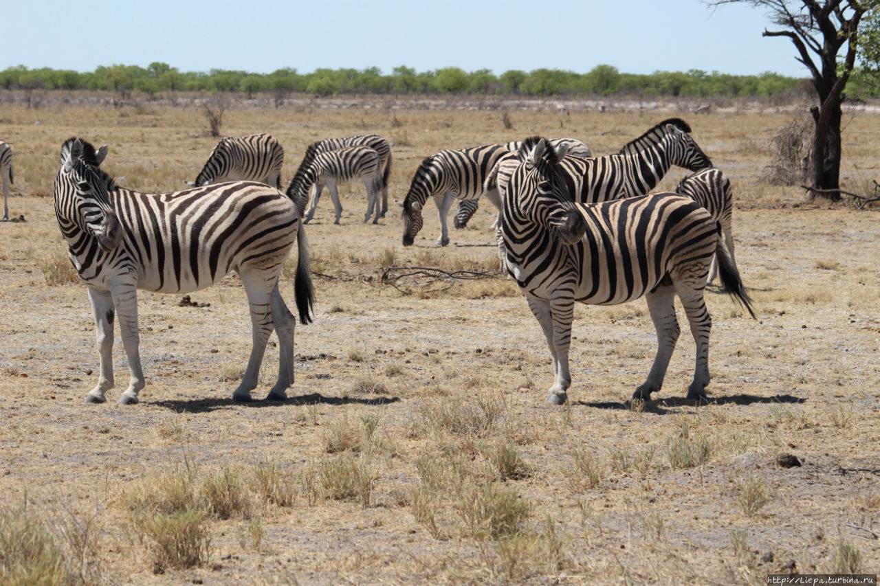 Красавицы зебры Этоша Национальный Парк, Намибия