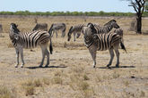 Красавицы зебры