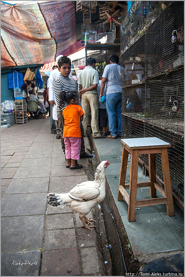 На рынке Кроуфорд, о котором я подробнее расскажу чуть позже, есть целый отдельный уголок, где продают всякую живность — собак, голубей, цыплят, попугаев. А вот курица — бродит сама по себе и ее никто не продает...
* Мумбаи, Индия
