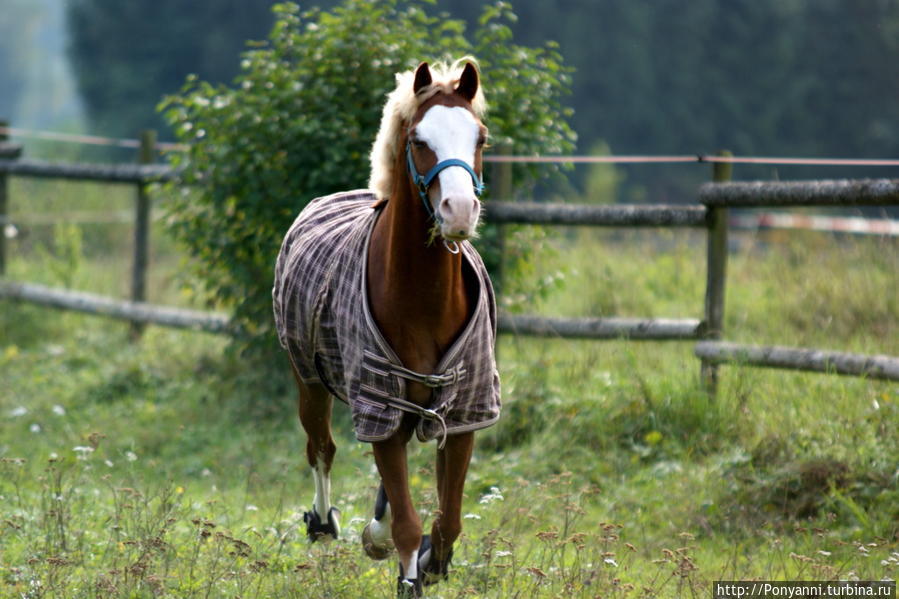 Но только лошади летают вдохновенно ... Штутгарт, Германия