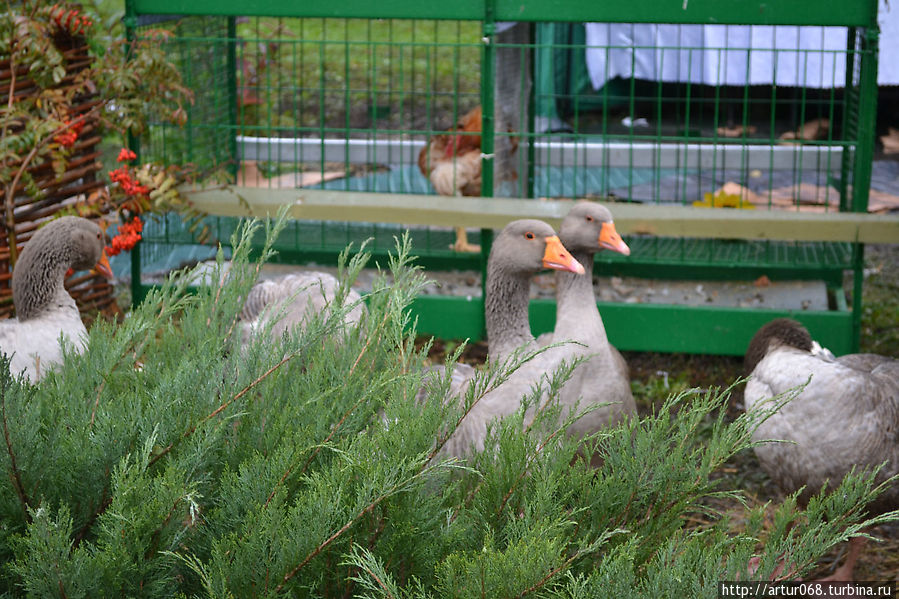 Даже живую птицу можно было купить