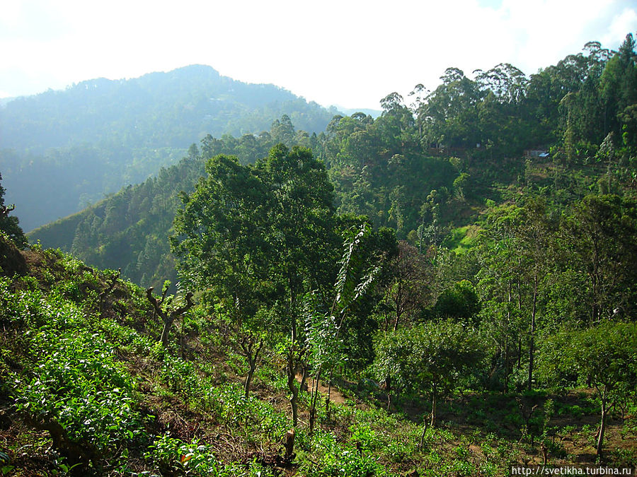 Завораживающая горная Элла Элла, Шри-Ланка