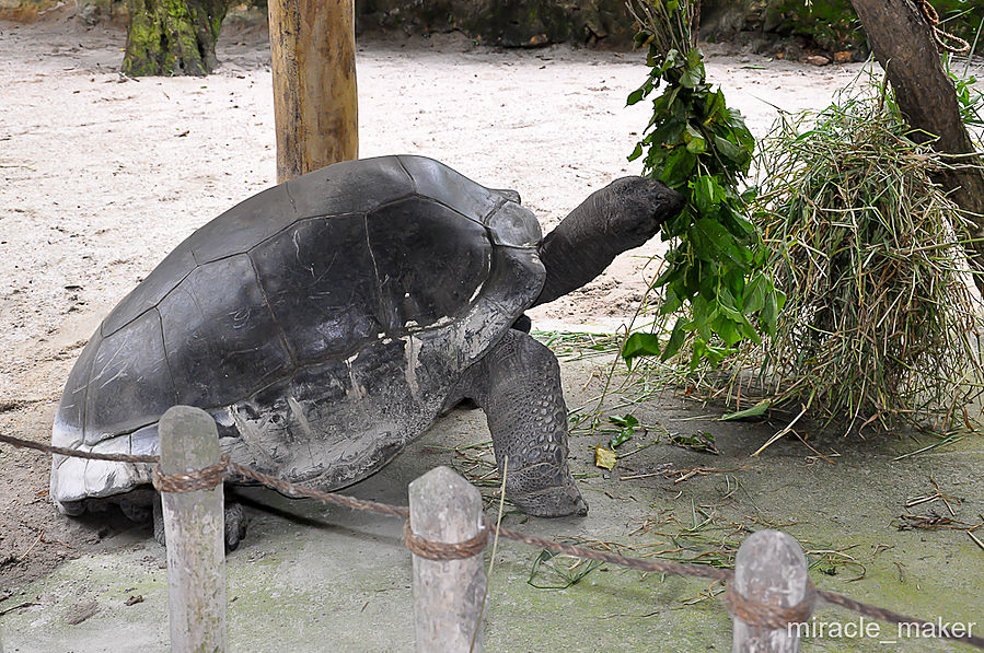 Ко всему, черепахи еще и живут дольше всех животных. Известна одна черепаха, которая прожила 152 года. Сингапур (город-государство)