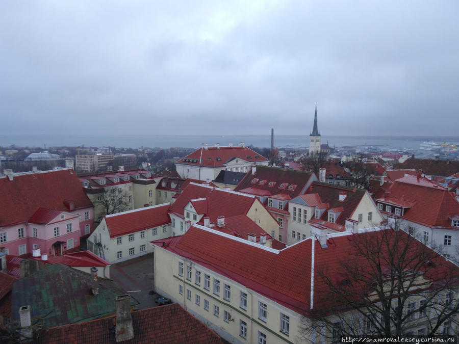 Таллин. Панорамы города с высоты колокольни Домского собора Таллин, Эстония