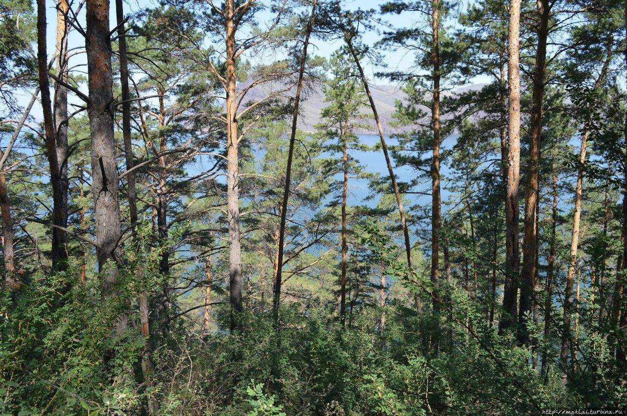 Почти на море.Потрошиловский бор Городок, Россия