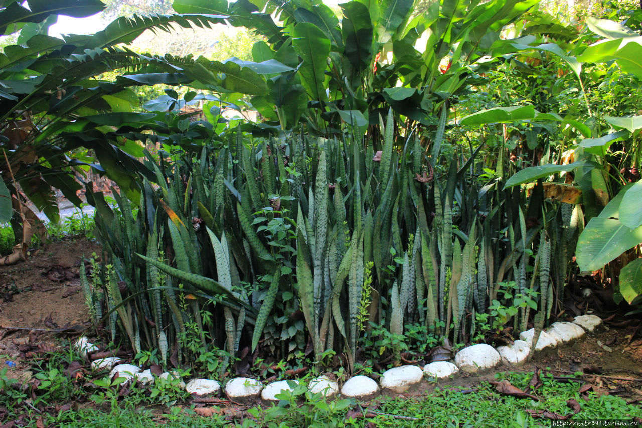 Растения колумбии