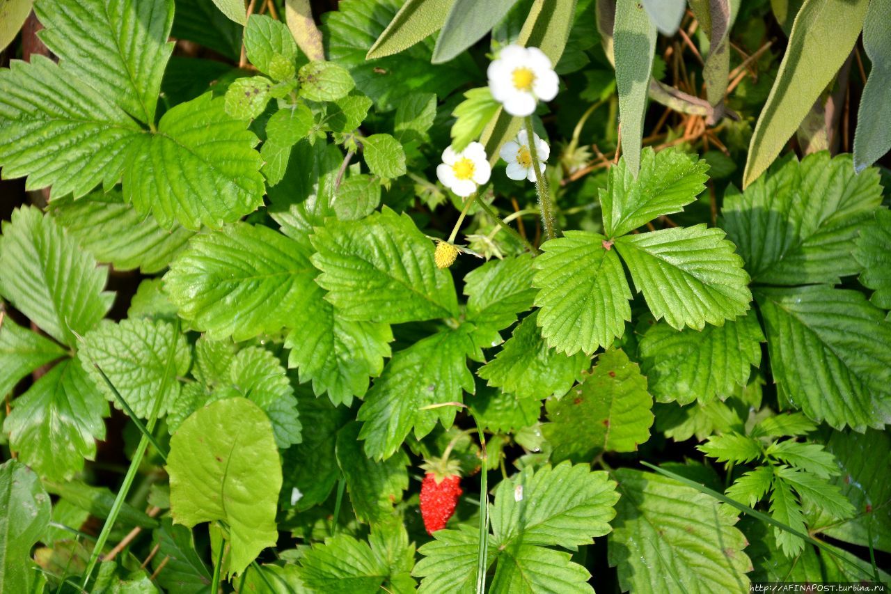 Осень. Зарянка. Родственные души Москва и Московская область, Россия