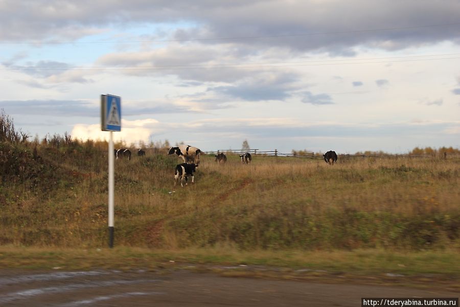Иногда вдоль дороги шли коровы... Пермский край, Россия