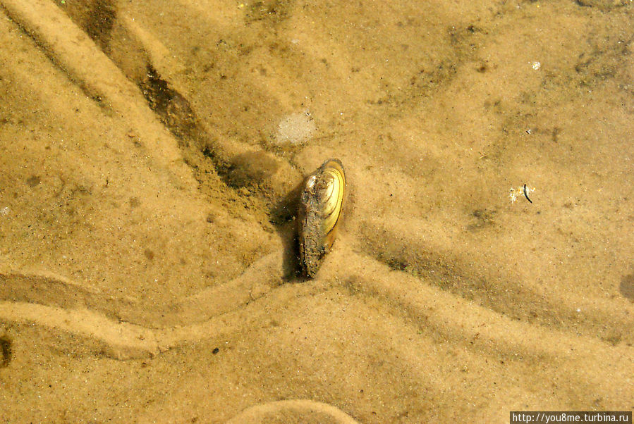 Поймайте мне кролика Нижегородская область, Россия