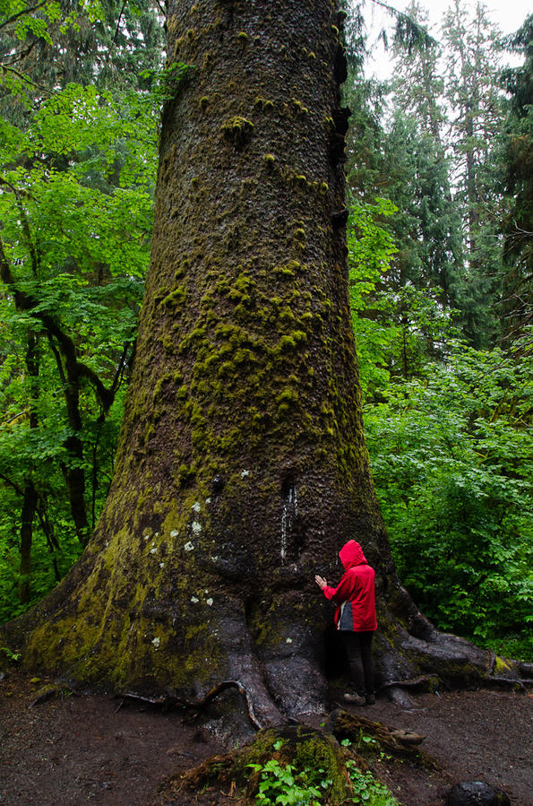 В лесу родилась ёлочка Сиэттл, CША