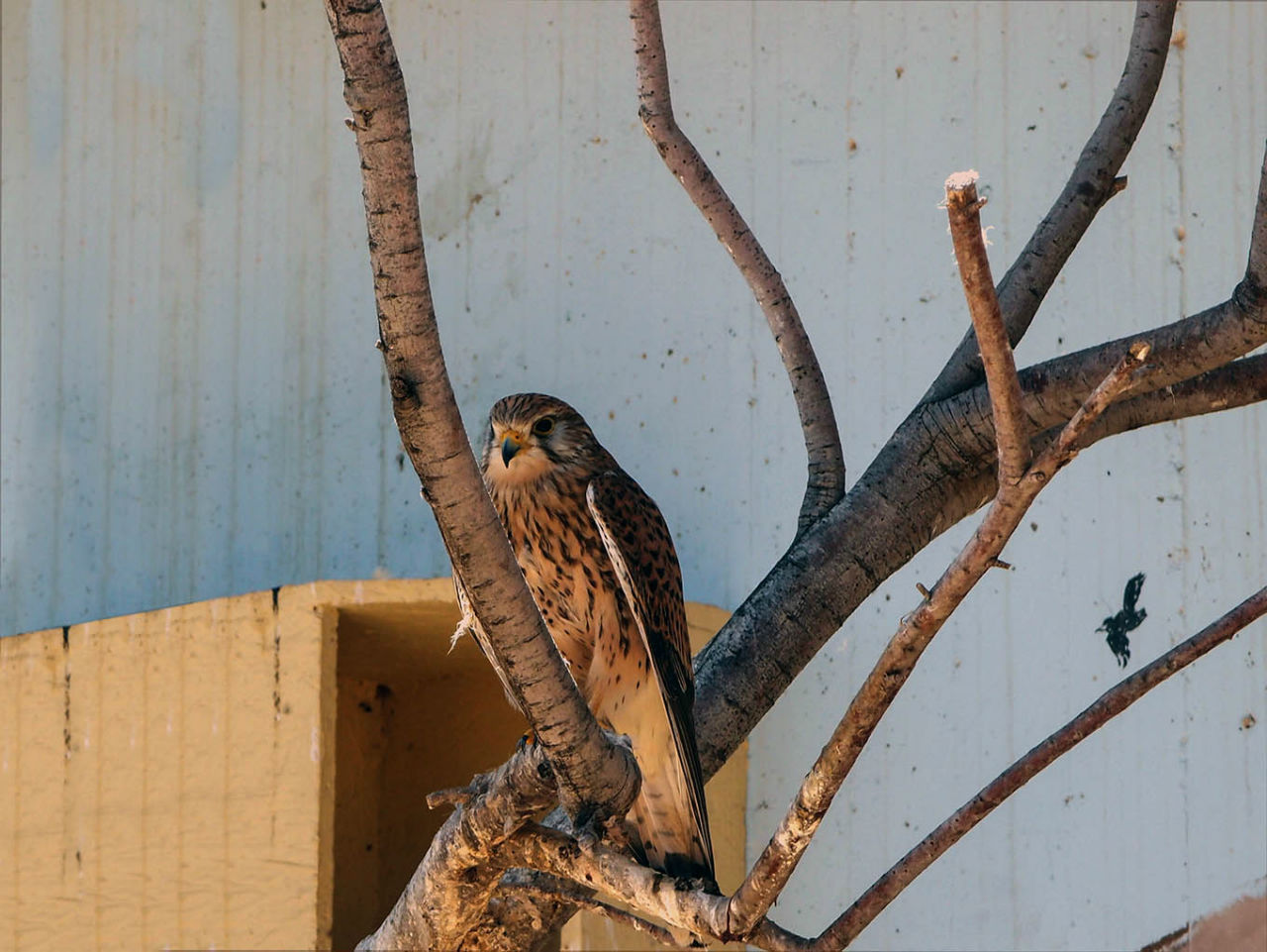 Волшебство пустыни. Махтеш Рамон Мицпе-Рамон, Израиль