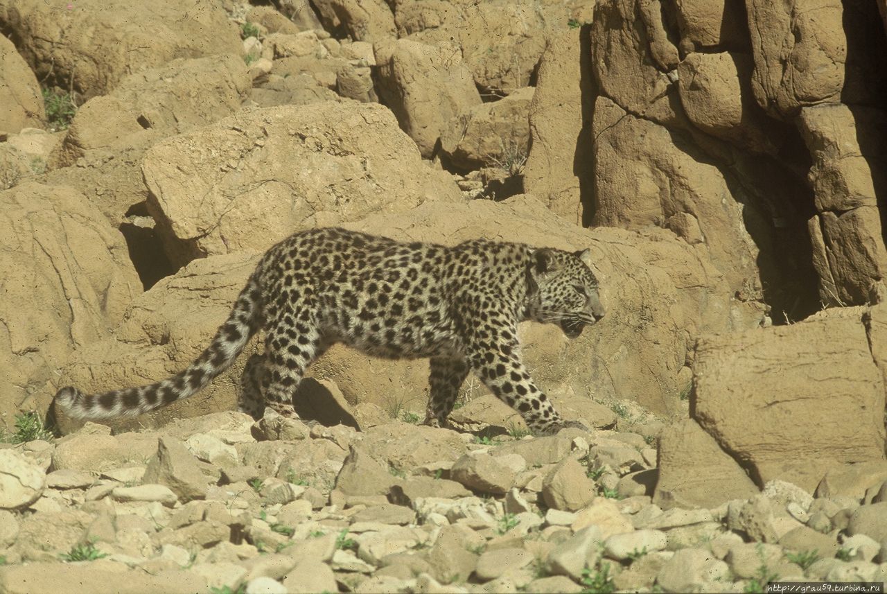 Животный мир Палестины Палестина