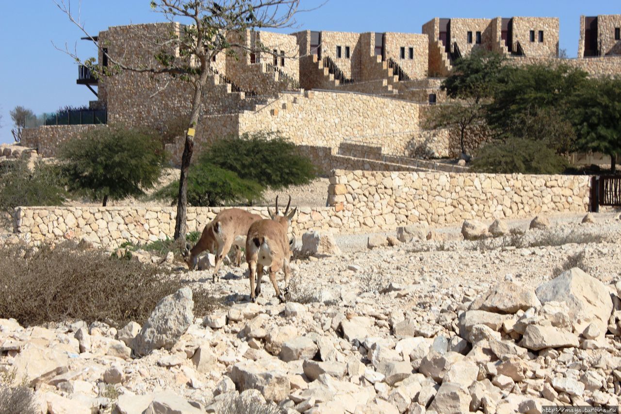 Кемпин (хан) Беерот (колодцы) Мицпе-Рамон, Израиль