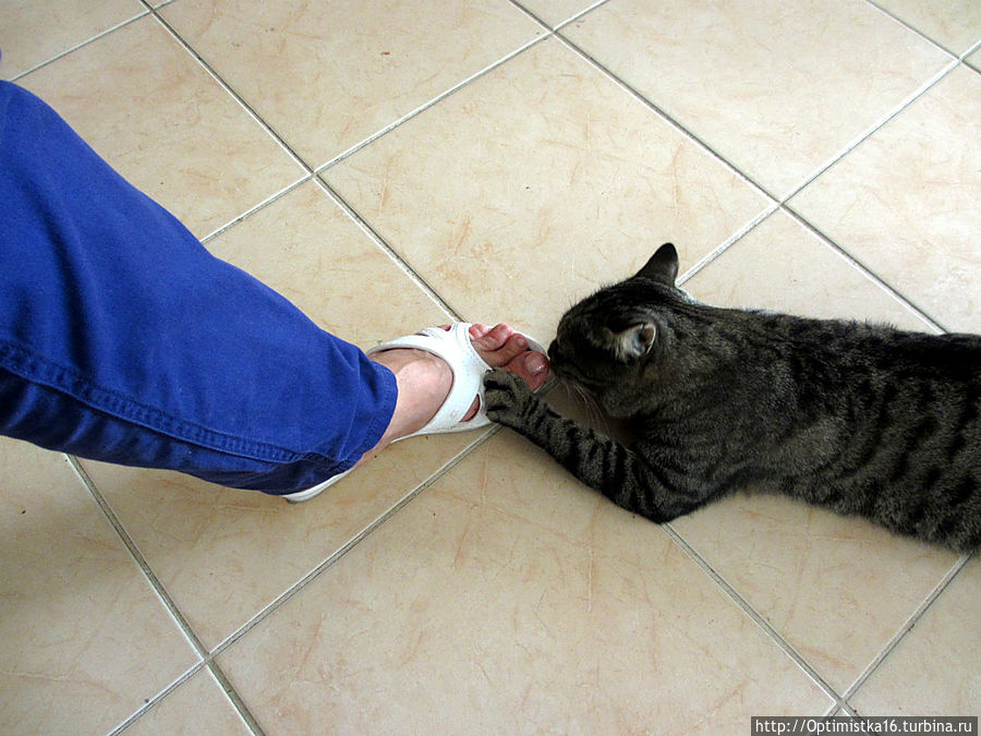 Кот Федя так встречает мою гостью Дидим, Турция