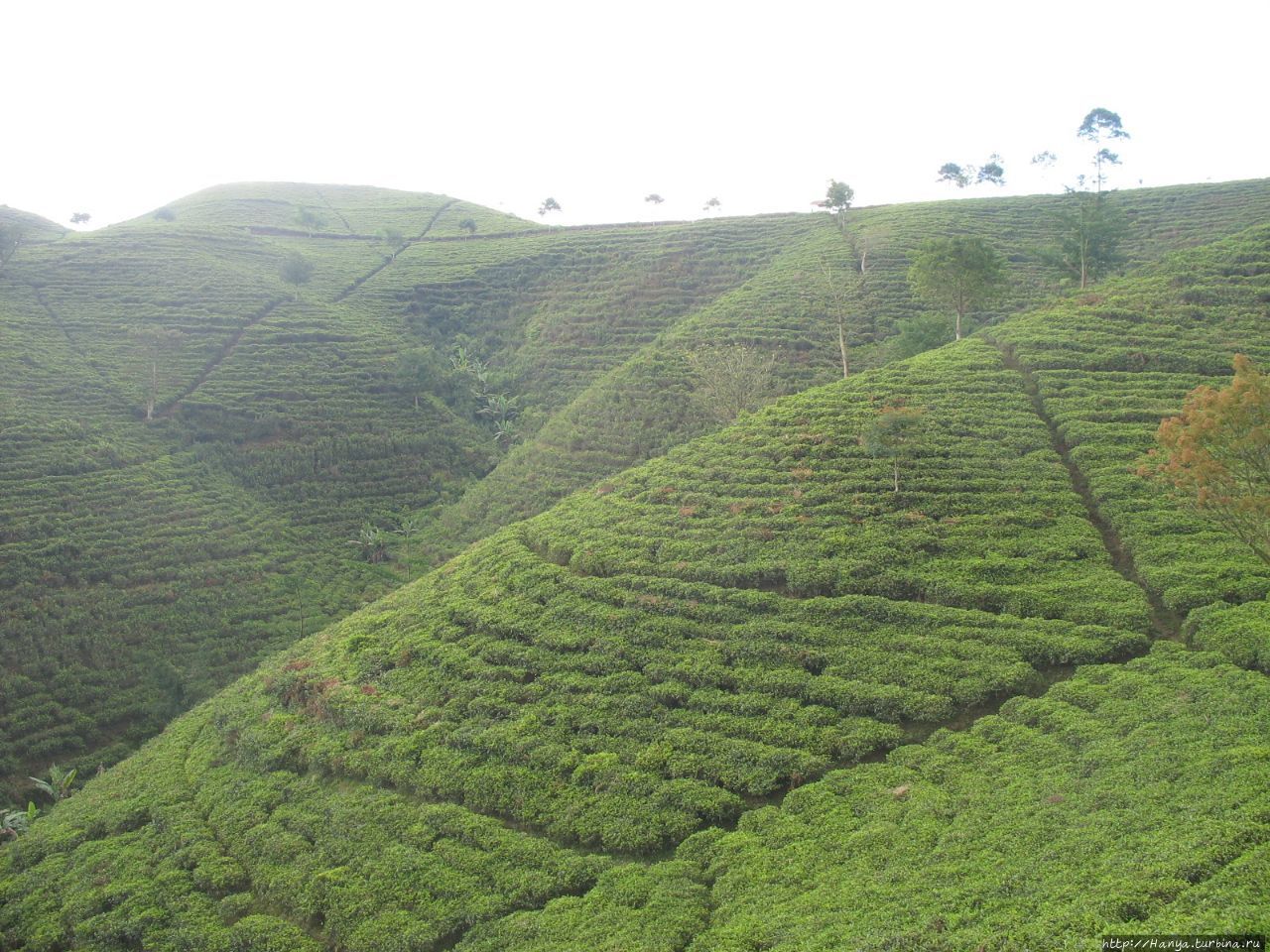 Чайная плантация Суракарта, Индонезия