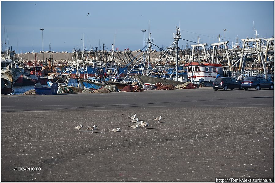 Портовые чайки — любительницы легкой наживы...
* Агадир, Марокко