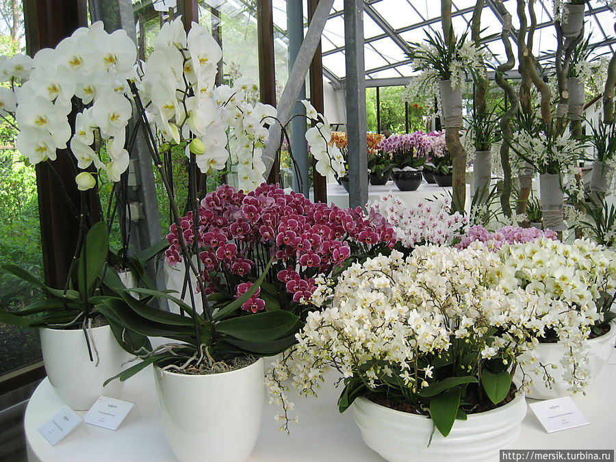 Парк тюльпанов Кёкенхоф. Павильон Беатрикс / Beatrix Pavilion