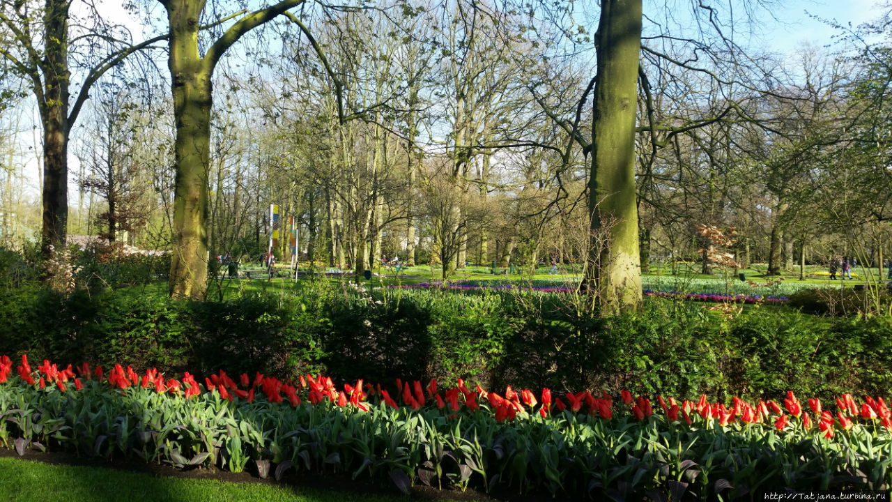 Весна в Голландии  в   парке Keukenhof Лиссе, Нидерланды