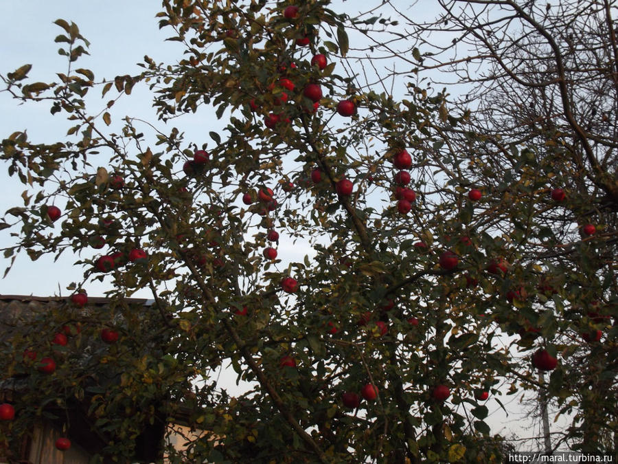 Яблочки наливные во дворе бывшего Доминиканского монастыря Луцк, Украина