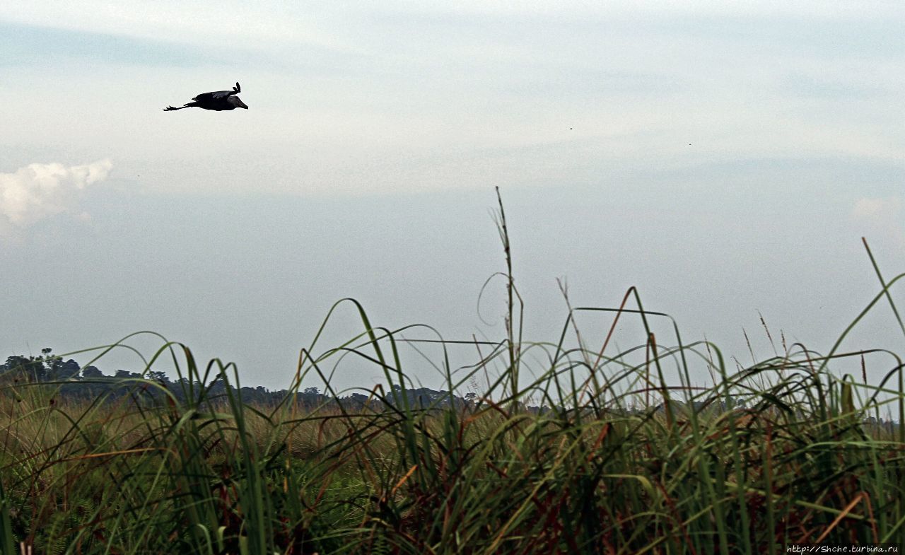 Редкая удача - птица-китоглав в живой природе