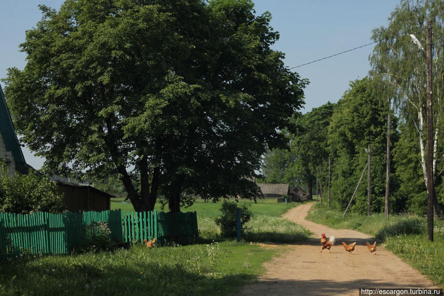 Жили мы в небольшой деревушке — Подкняжицы — весьма милое и симпатичное местечко.. Могилевская область, Беларусь