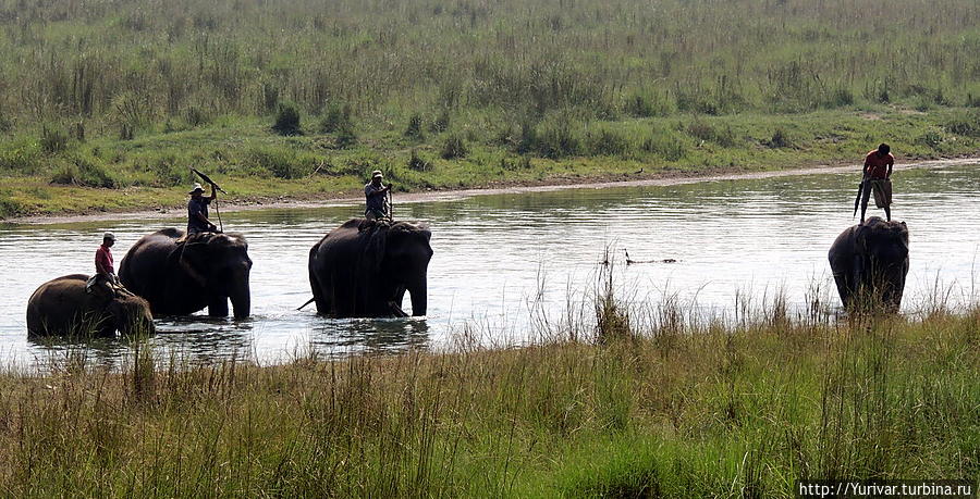 Говорят, что в экскурсии на слонах можно увидеть больше животных Читван Национальный Парк, Непал