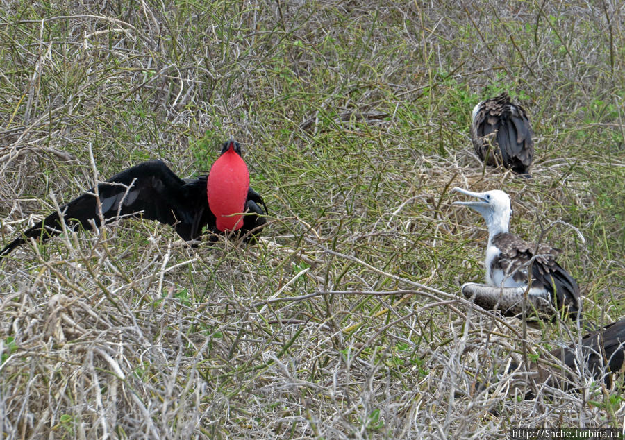 Гнездовья фрегатов на Галапагосах, остров Северный Сеймур