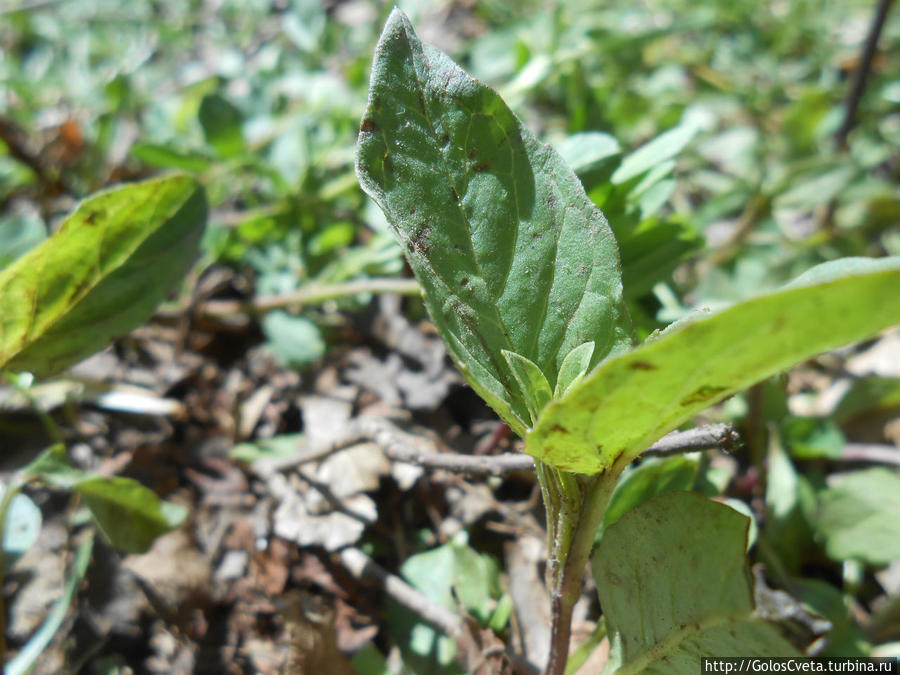 Под грозовым небом Мезмая Мезмай, Россия