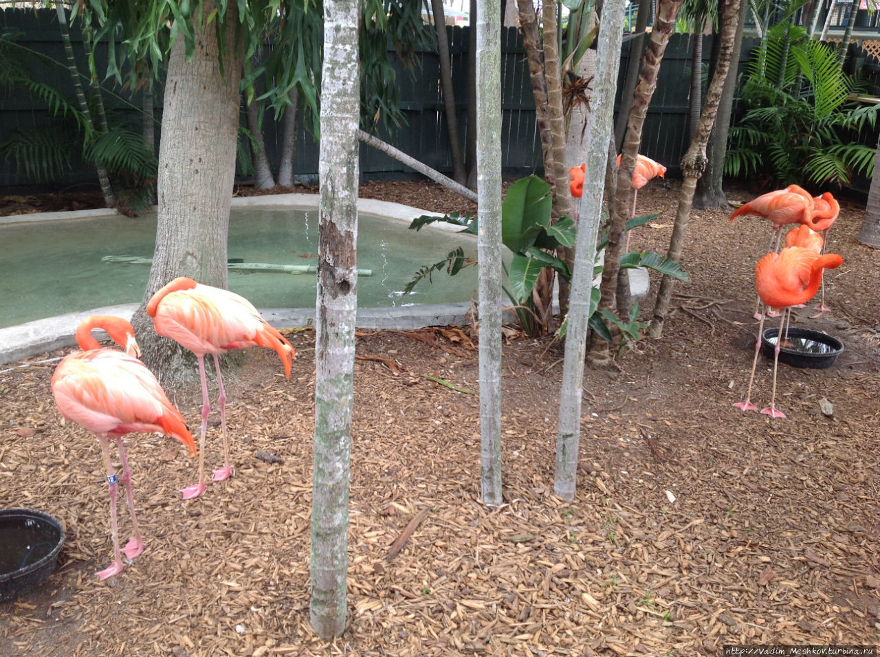 Розовые фламинго. Майами, CША