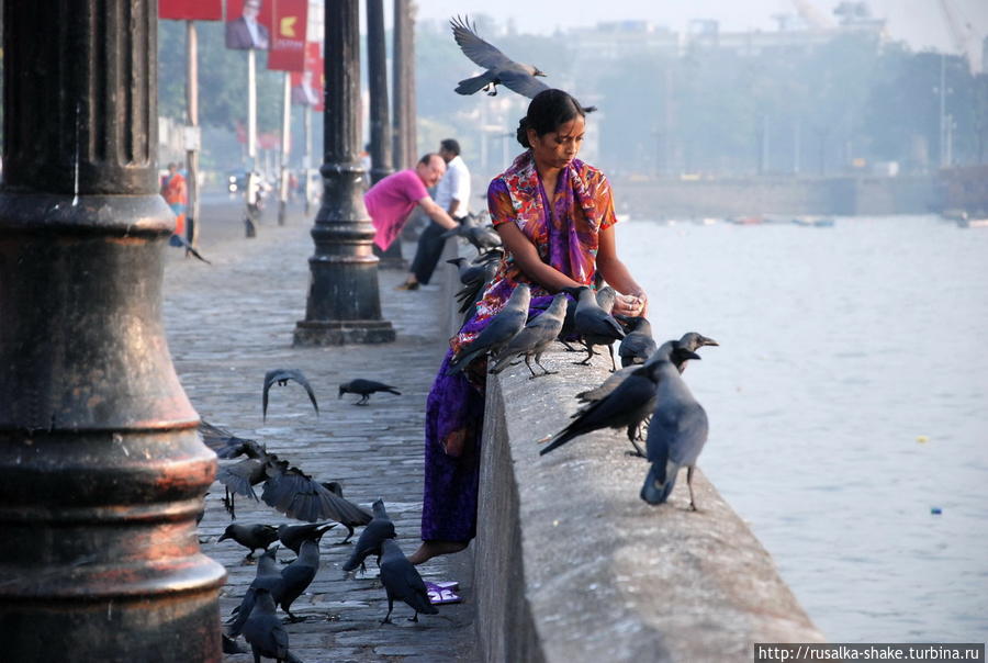 Это не голуби. Это вороны. Мумбаи, Индия