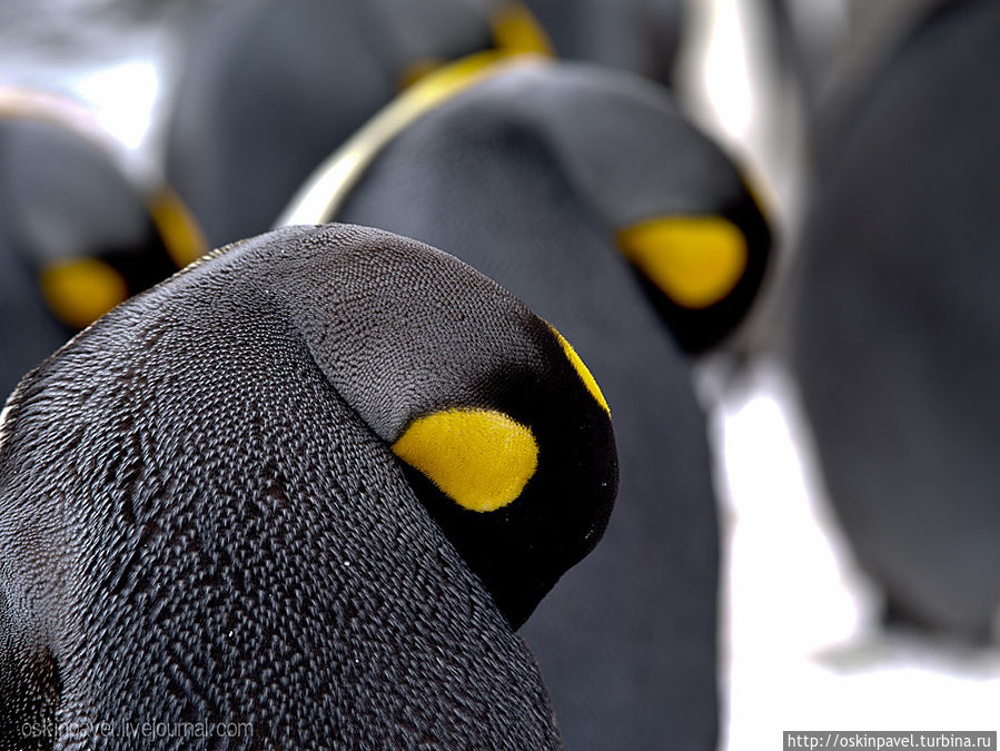 пингвинов не коснулись кризис 
война в ираке геноцид 
ирландский терроризм и басков 
к ним не приехал никогда